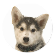 Siberian Husky Stickers