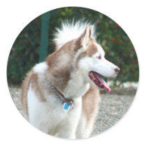 Siberian Husky Stickers