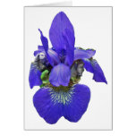 Siberian Iris Coordinating Items cards