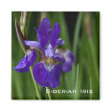Siberian Iris Magnet