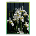 Siberian Iris with Posted Edges card