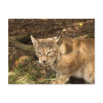 siberian lynx 006
