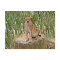 siberian lynx 040
