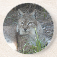Siberian Lynx Coaster