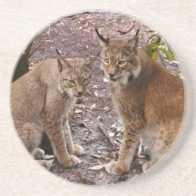 Siberian Lynx Coaster