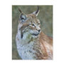 Siberian Lynx Postcard