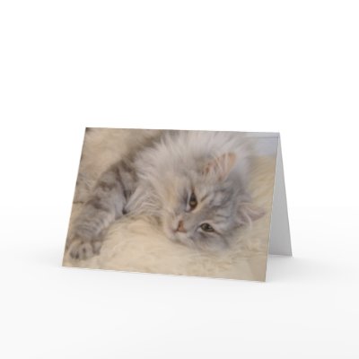 Siberian Silver Tabby Cat Card by lin888
