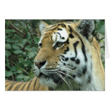 Siberian tiger cards
