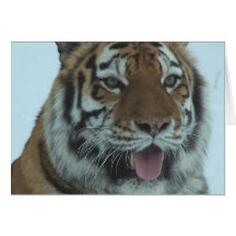 Siberian Tiger Close Up Face 2 Cards