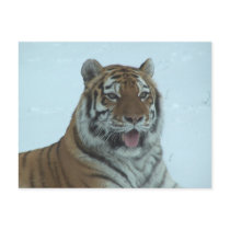 Siberian Tiger Close Up Face 2 Postcards
