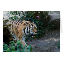 Siberian Tiger • Greeting Card