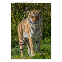 Siberian Tiger Greeting Card