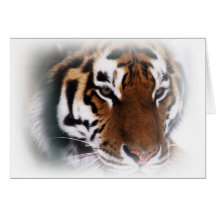 Siberian tiger Greeting card
