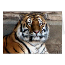 Siberian Tiger Greeting Cards