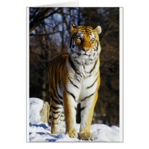 Siberian Tiger Greeting Cards