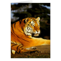 Siberian Tiger in the evening Cards