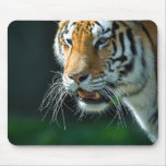 Siberian Tiger