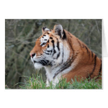 Siberian Tiger Portrait Cards