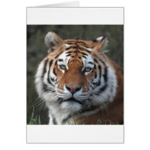 Siberian Tiger Portrait Greeting Card