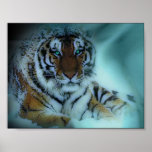 Siberian Tiger posters