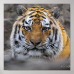 Siberian Tiger posters
