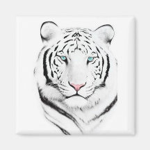 Siberian White Tiger Magnets