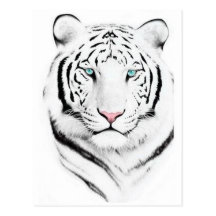 Siberian White Tiger Post Card