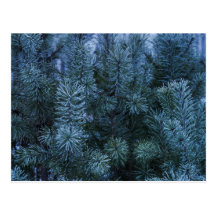Siberian Winter 4 Postcards