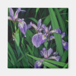 Sibirica Flag, (Iris) flowers Magnet