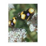 Sibling butterflies post card
