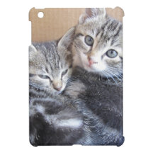 Sibling Kitties