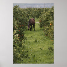 Sicilian Horse in Orange Grove Print
