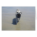 Sid Da Pug's Beach Photo Cards, Postcards