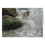 Sid Precious at the Beach Cards
