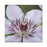 Side View Macro Clematis Magnet
