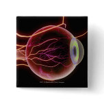 Side view of the blood vessels of the eye pins