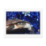 Sideneck turtle looking at viewer on blue tinsel
