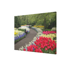 Sidewalk through tulips, daffodils, and gallery wrap canvas