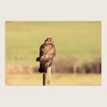 Sideways Glancing Buzzard Print