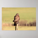 Sideways Glancing Buzzard Print
