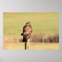 Sideways Glancing Buzzard Print