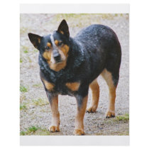 Sidney the Blue Heeler Personalized Flyer