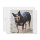 Sidney the Blue Heeler invitations