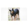 Sidney the Blue Heeler Picture Card