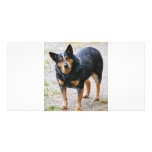 Sidney the Blue Heeler photo cards