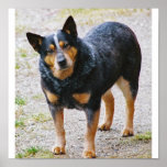 Sidney the Blue Heeler Print