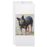 Sidney the Blue Heeler rack cards