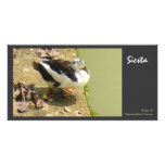 Siesta photo cards