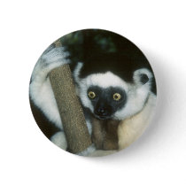 Sifaka (Lemur), Madagascar Pinback Button