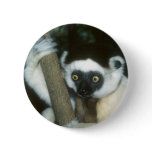 Sifaka (Lemur), Madagascar buttons